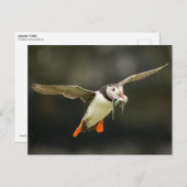 Fliegender Atlantischer Puffin mit Fischen im Schn Postkarte (Vorne/Hinten)