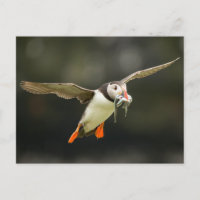 Fliegender Atlantischer Puffin mit Fischen im Schn