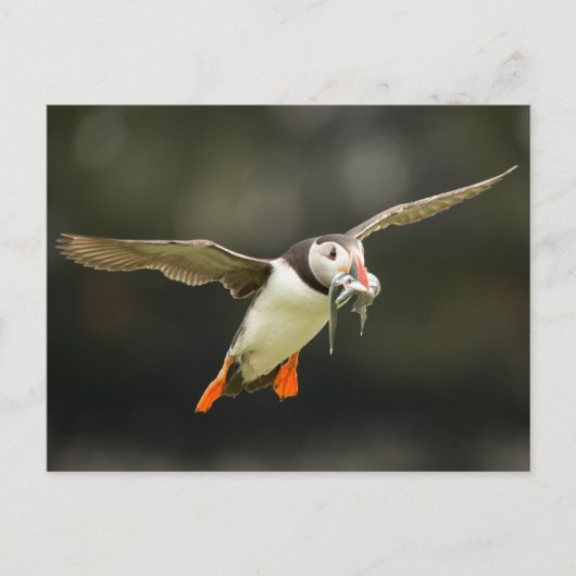 Fliegender Atlantischer Puffin mit Fischen im Schn Postkarte (Vorderseite)