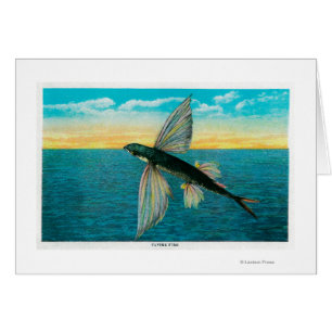 Fliegender Fisch in Catalina-Insel