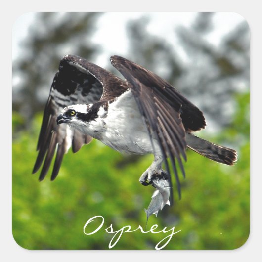 Fliegender Fischadler Osprey Naturfotografie 7 Quadratischer Aufkleber (Vorderseite)