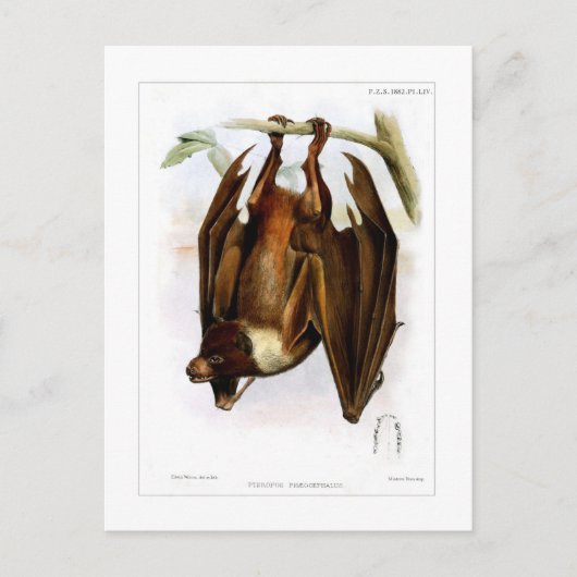 Fliegender Fuchs Postkarte (Vorderseite)