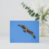 Fliegender Ospreu mit einem Ziel in Sicht Postkarte (Stehend Vorderseite)
