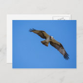 Fliegender Ospreu mit einem Ziel in Sicht Postkarte (Vorne/Hinten)