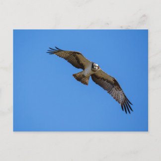 Fliegender Ospreu mit einem Ziel in Sicht Postkarte