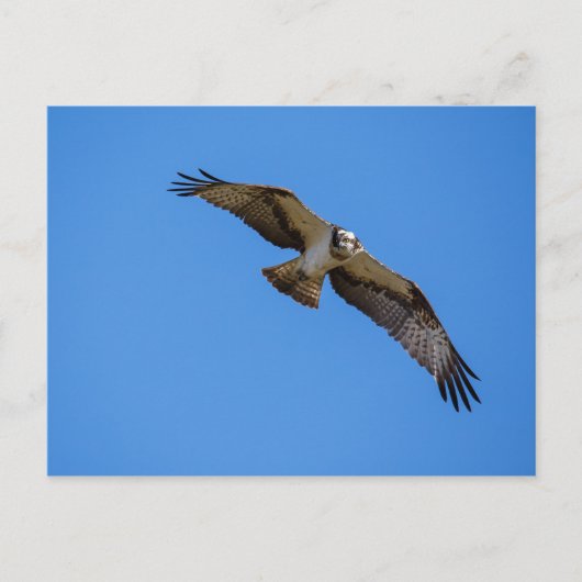 Fliegender Ospreu mit einem Ziel in Sicht Postkarte (Vorderseite)