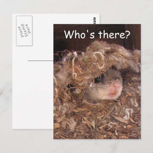 Fliegendes Eichhörnchen Postkarte (Vorne/Hinten)