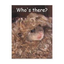 Fliegendes Eichhörnchen Postkarte