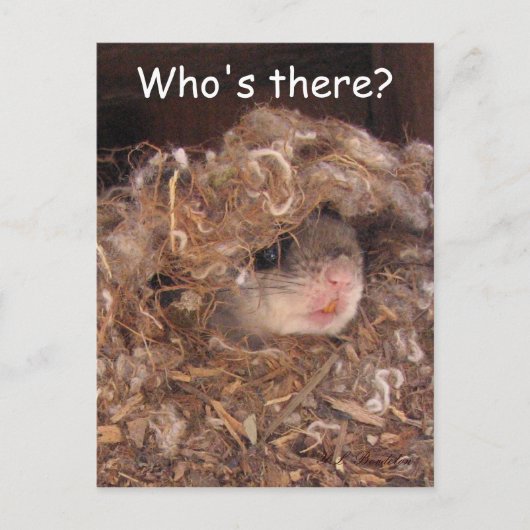 Fliegendes Eichhörnchen Postkarte (Vorderseite)