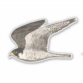 Fliegendes Peregrine Falken Farbige Stifte Kunst Aufkleber (Vorderseite)