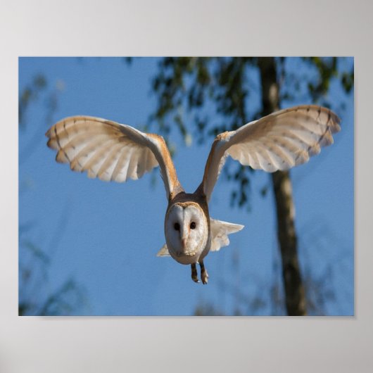 Fliegeneule Poster (Vorne)