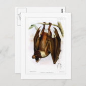 Fliegenfuchs Postkarte (Vorne/Hinten)