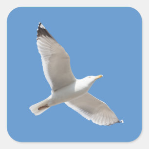 Fliegenmöve Quadratischer Aufkleber