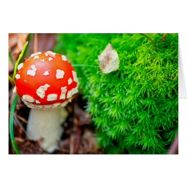 Fliegenpilz (Vorderseite (Horizontal))