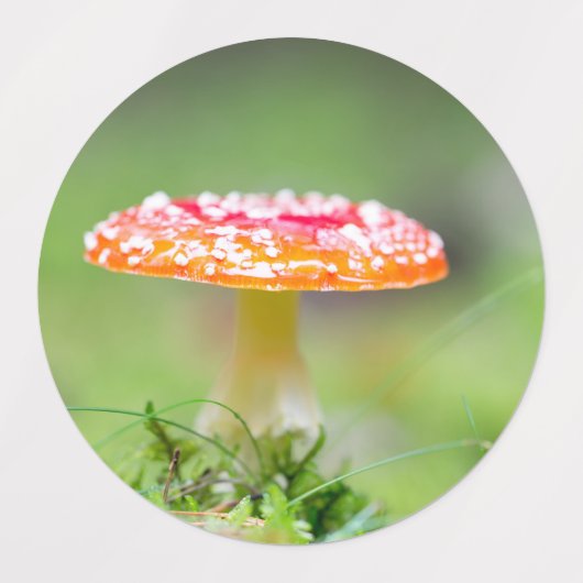 Fliegenpilz Etiketten (Design 1)