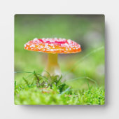 Fliegenpilz Fotoplatte (Vorderseite)