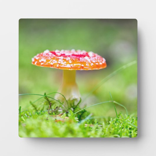 Fliegenpilz Fotoplatte (Vorderseite)