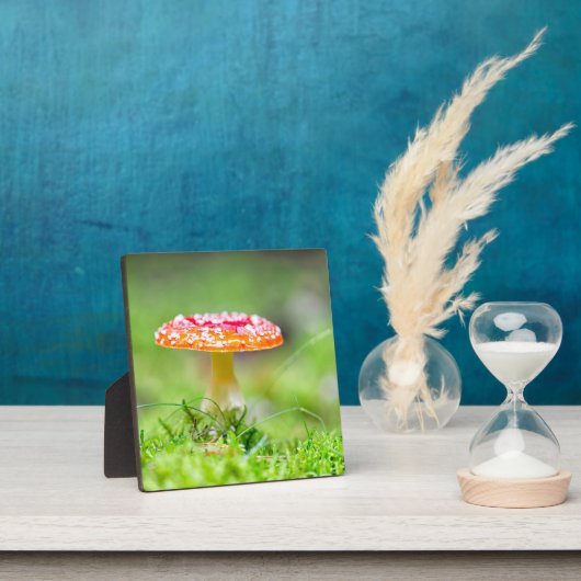 Fliegenpilz Fotoplatte (InSitu)