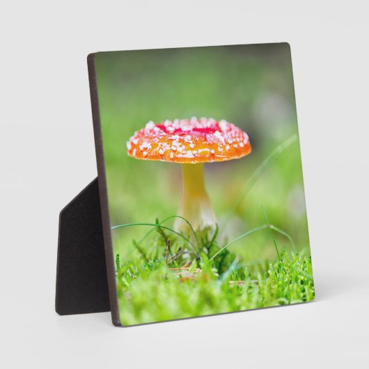 Fliegenpilz Fotoplatte (Vorderseite)