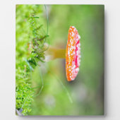 Fliegenpilz Fotoplatte (Vorderseite)