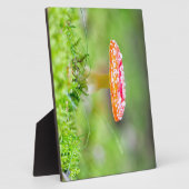 Fliegenpilz Fotoplatte (Seite)