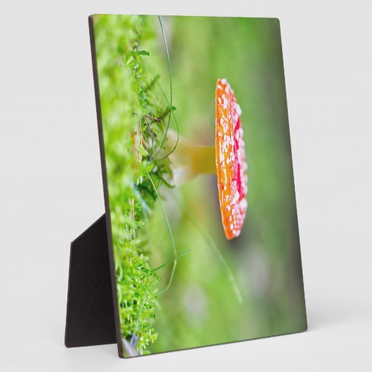 Fliegenpilz Fotoplatte (Seite)