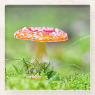 Fliegenpilz Glasuntersetzer