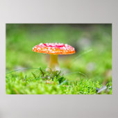 Fliegenpilz Poster (Vorne)