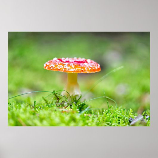Fliegenpilz Poster (Vorne)