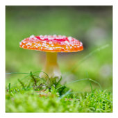 Fliegenpilz Poster (Vorderseite)