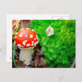 Fliegenpilz Postkarte (Vorne/Hinten)