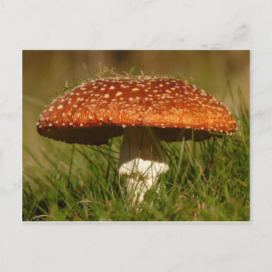 Fliegenpilz Postkarte