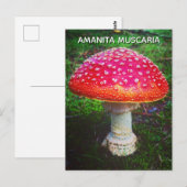 FLIEGENPILZ POSTKARTE (Vorne/Hinten)