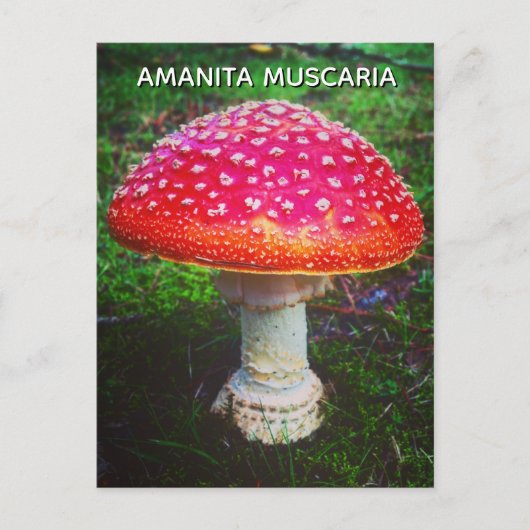 FLIEGENPILZ POSTKARTE (Vorderseite)
