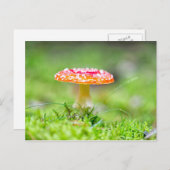 Fliegenpilz Postkarte (Vorne/Hinten)