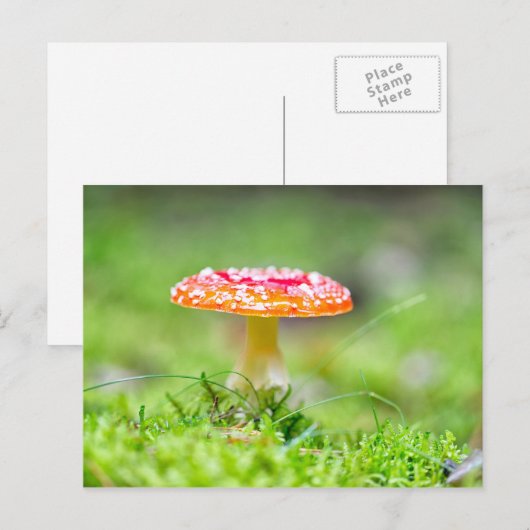 Fliegenpilz Postkarte (Vorne/Hinten)