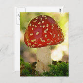 Fliegenpilz Postkarte (Vorne/Hinten)