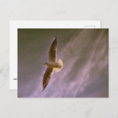 Fliegenrumpf auf bewölktem Hintergrund Postkarte (Vorne/Hinten)