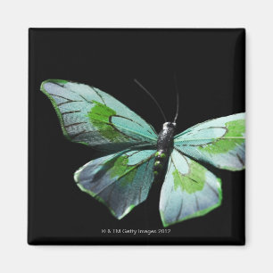Fliegenschmetterling Magnet