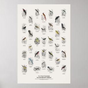 Fliegenschnäpper - Naturalist's Library Poster