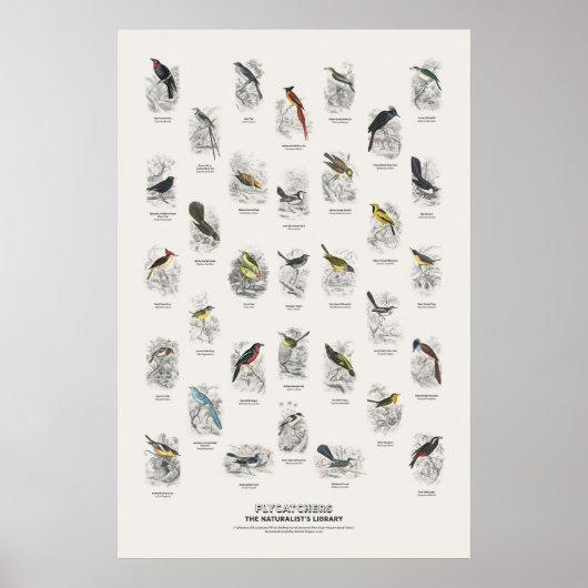 Fliegenschnäpper - Naturalist's Library Poster (Vorne)