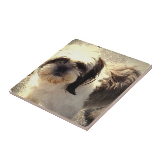 Fliese des Hundc$shih-tsu (Seite)