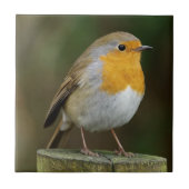 Fliese Robins Redbreast (Vorderseite)