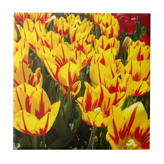 Fliesen Geschenkkunst Gelbe Tulip Blume Bläserne (Vorderseite)