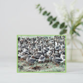 Flightless White-Fronted Gänse in Pen Postkarte (Stehend Vorderseite)