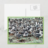 Flightless White-Fronted Gänse in Pen Postkarte (Vorne/Hinten)