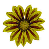 Flipflops mit kleinen gelben Sonnenblumen auf rosa Badesandalen