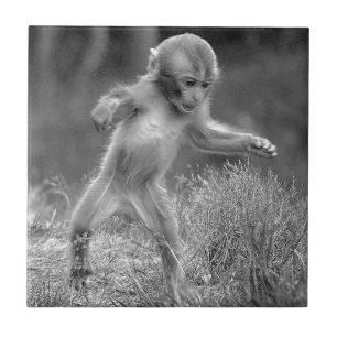 Flippiger kleiner Affe Fliese