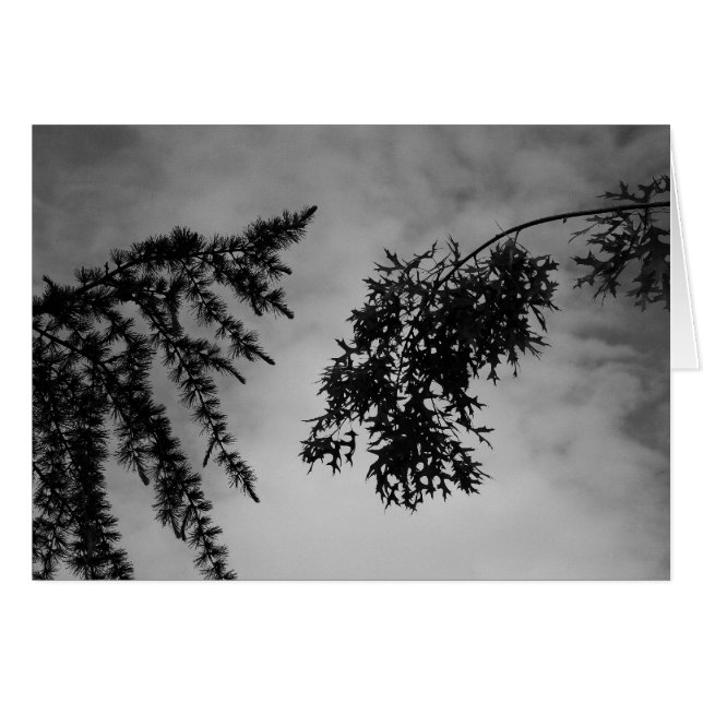 Flirt (Vorderseite (Horizontal))