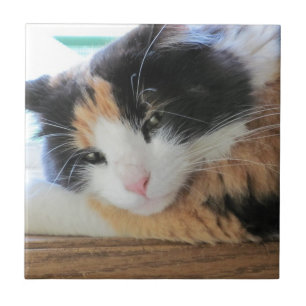Flirtende Dreifarbige Katze Fliese